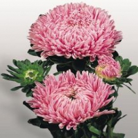 Matador Salmon Pink